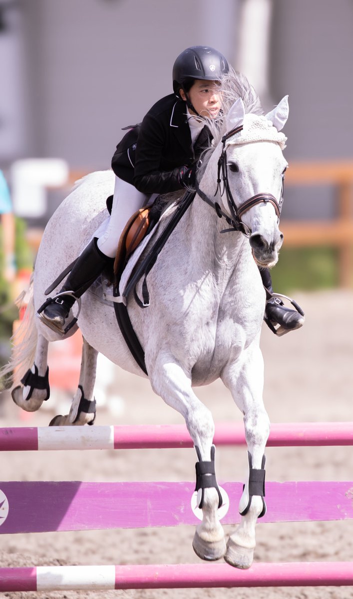 netkeiba_asas's tweet photo. シルヴァーソニック白くなりました🐴

今日はRRC障害馬術、明日は馬場馬術に出場する二刀流です⚔️ https://t.co/JHHDSuMgb7