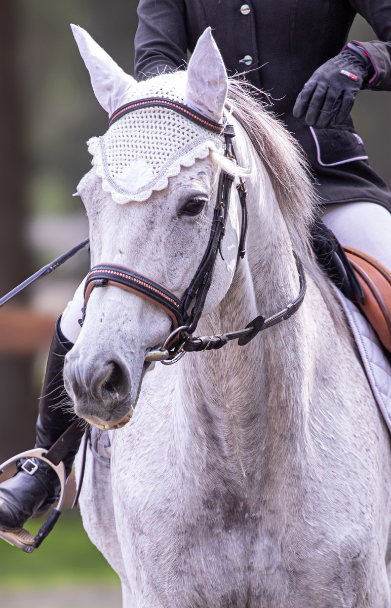 netkeiba_asas's tweet photo. シルヴァーソニック白くなりました🐴

今日はRRC障害馬術、明日は馬場馬術に出場する二刀流です⚔️ https://t.co/JHHDSuMgb7