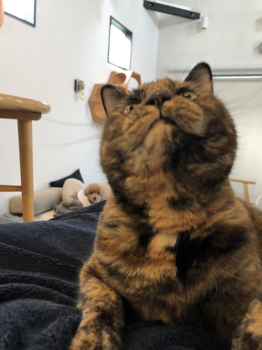 matsugorookoku's tweet photo. 全ての写真に、どうしてもカメラ目線で写りたい犬がいます。 https://t.co/WuYdw7ZesL