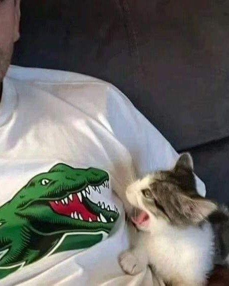 PunchingCat's tweet photo. https://t.co/qYoKxkTorn