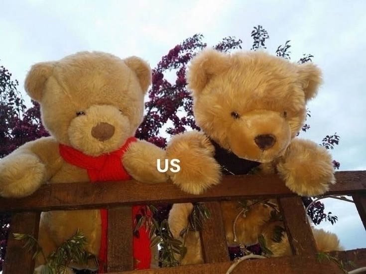 Bear1nCrisis's tweet photo. https://t.co/zruuFYFDth