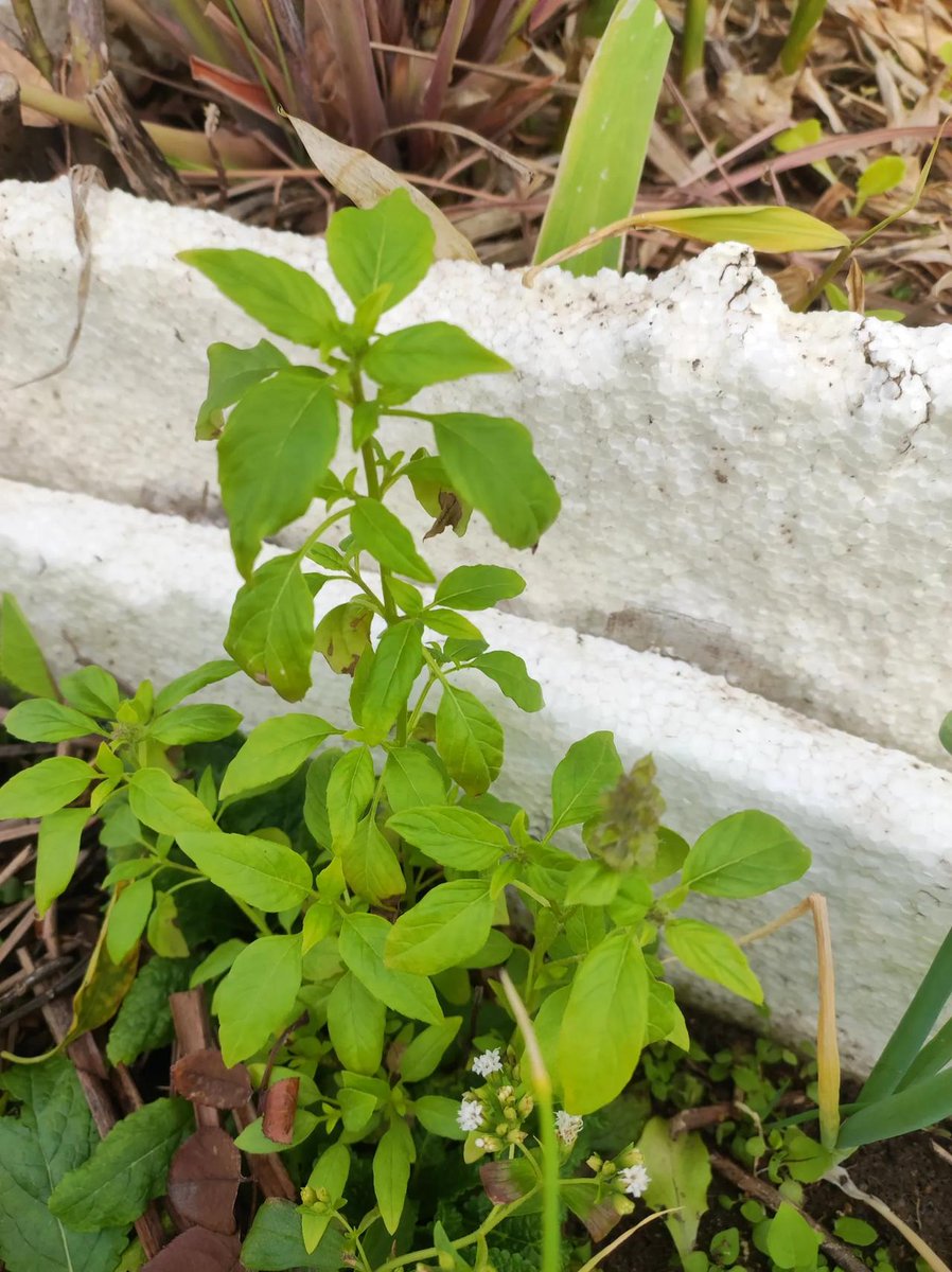 JungParraldon's tweet photo. Woke up today to find my little balcony herb garden thriving — basil now has leaves big enough for pasta! Small wins make big days.， https://t.co/jrU4rNdgmG