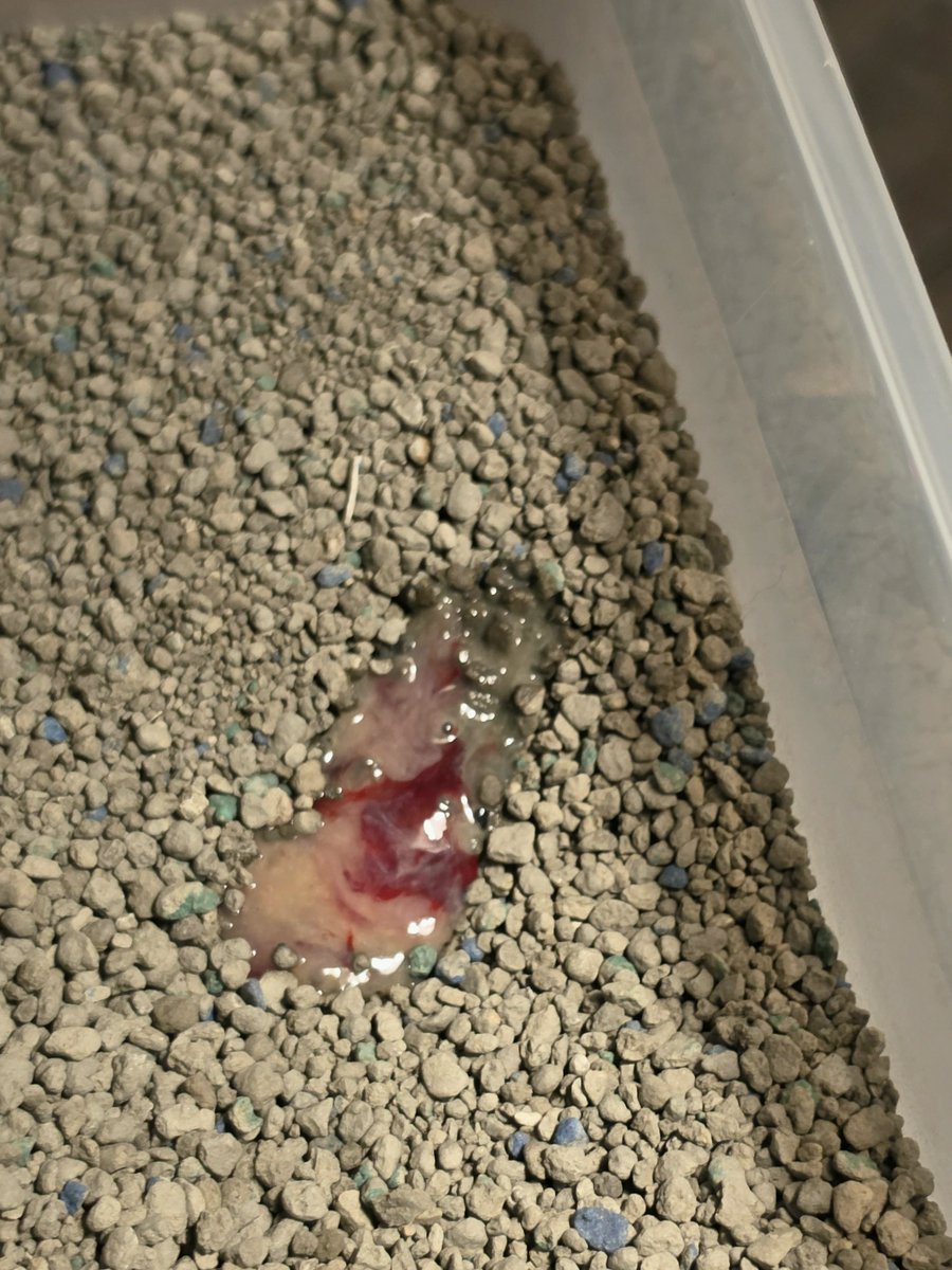 ChuaNguowb's tweet photo. Came home from work to bloody diarrhea https://t.co/Qm5EEWskVo