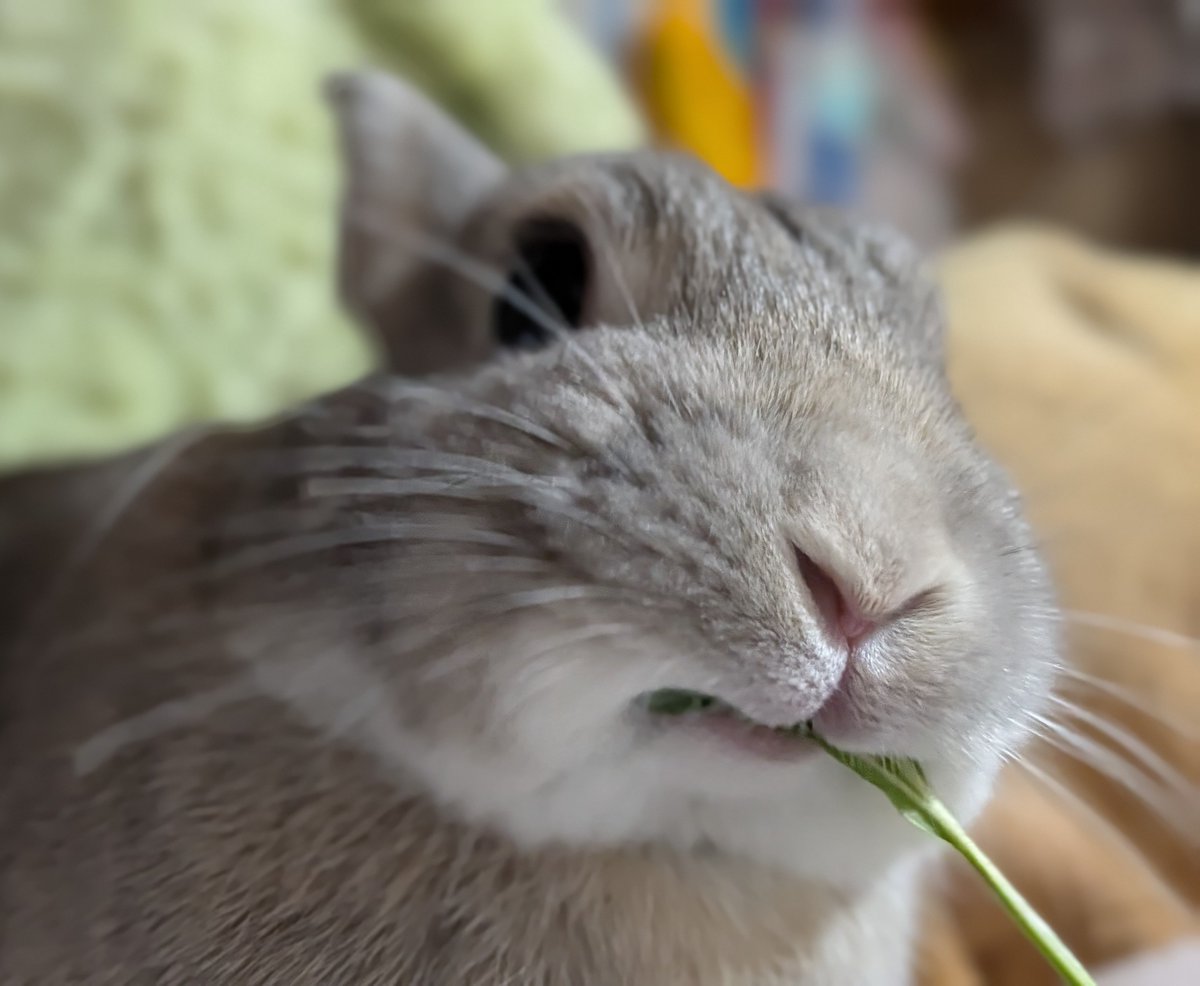 tknpuA's tweet photo. 本日、国際うさぎの日とのこと🐇 https://t.co/p7cD9cvdVT