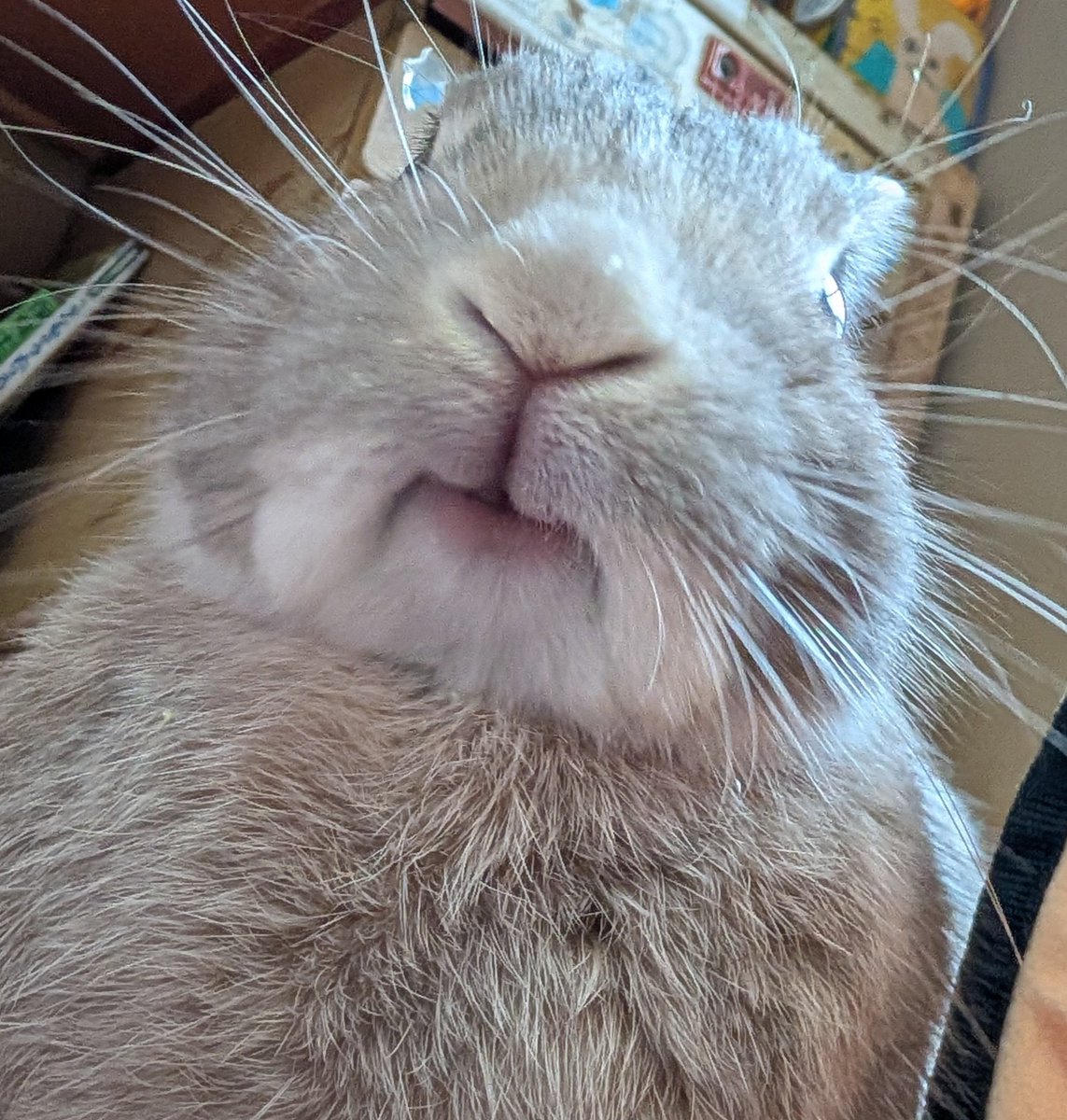 tknpuA's tweet photo. 本日、国際うさぎの日とのこと🐇 https://t.co/p7cD9cvdVT