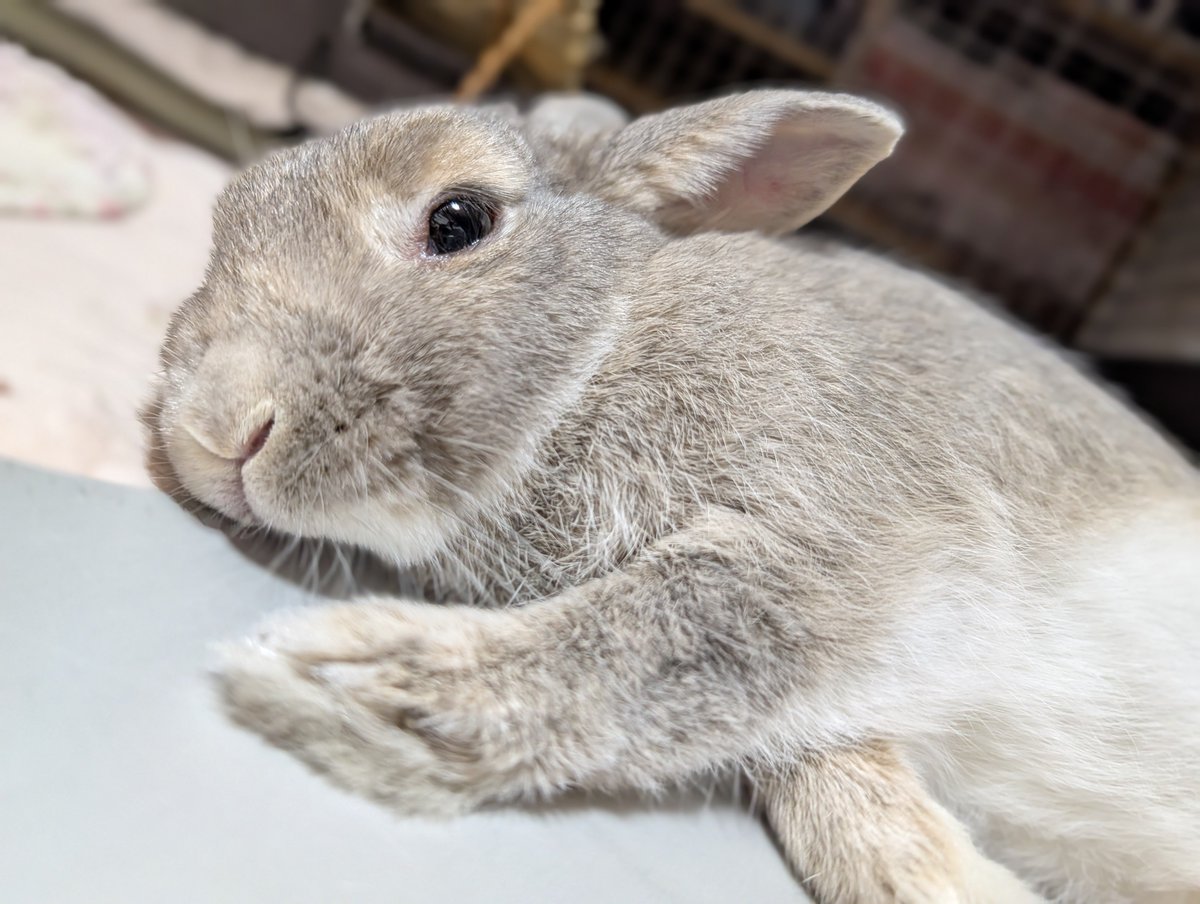 tknpuA's tweet photo. 本日、国際うさぎの日とのこと🐇 https://t.co/p7cD9cvdVT