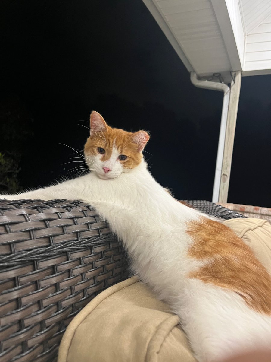 Rayy42419s's tweet photo. Look at my sweet boy Marco!! 🧡 https://t.co/NNad1agDCw