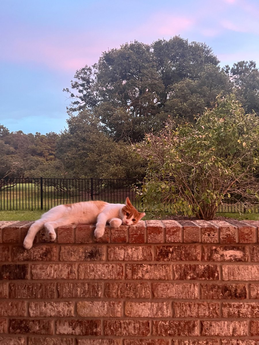 Rayy42419s's tweet photo. Look at my sweet boy Marco!! 🧡 https://t.co/NNad1agDCw