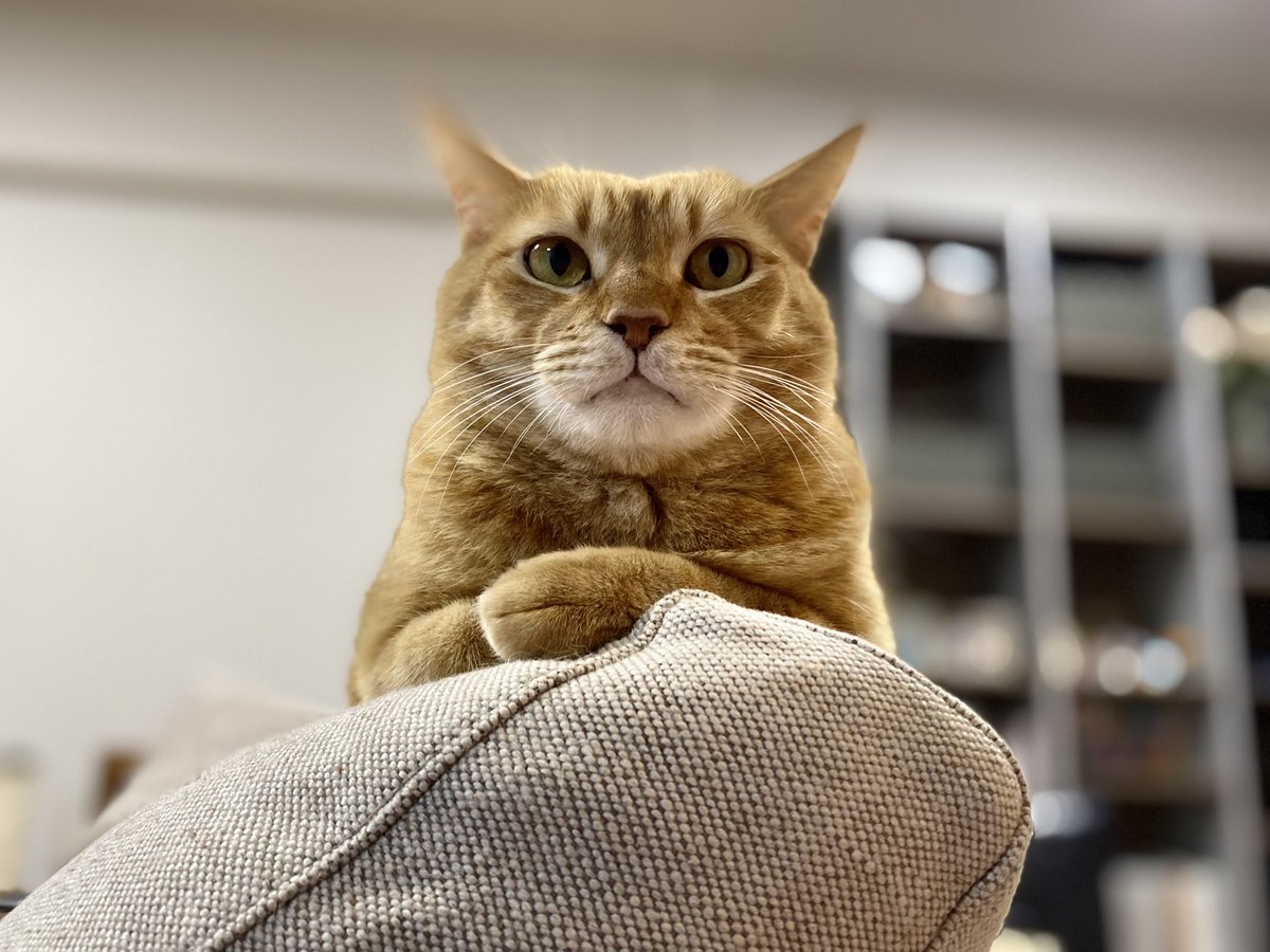 uzucatart's tweet photo. 僕一番🐈
#ねこ #猫 #cat #茶トラ #シャム猫 #保護猫 https://t.co/m83yjN2arf