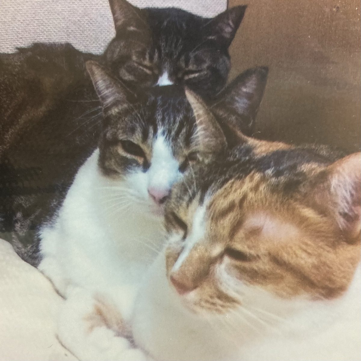 doubutsu_note's tweet photo. いつかの🐱🐱🐱🐾✨
なーちゃん
みーくん
ちゃーくん https://t.co/wFFqsaWKO6