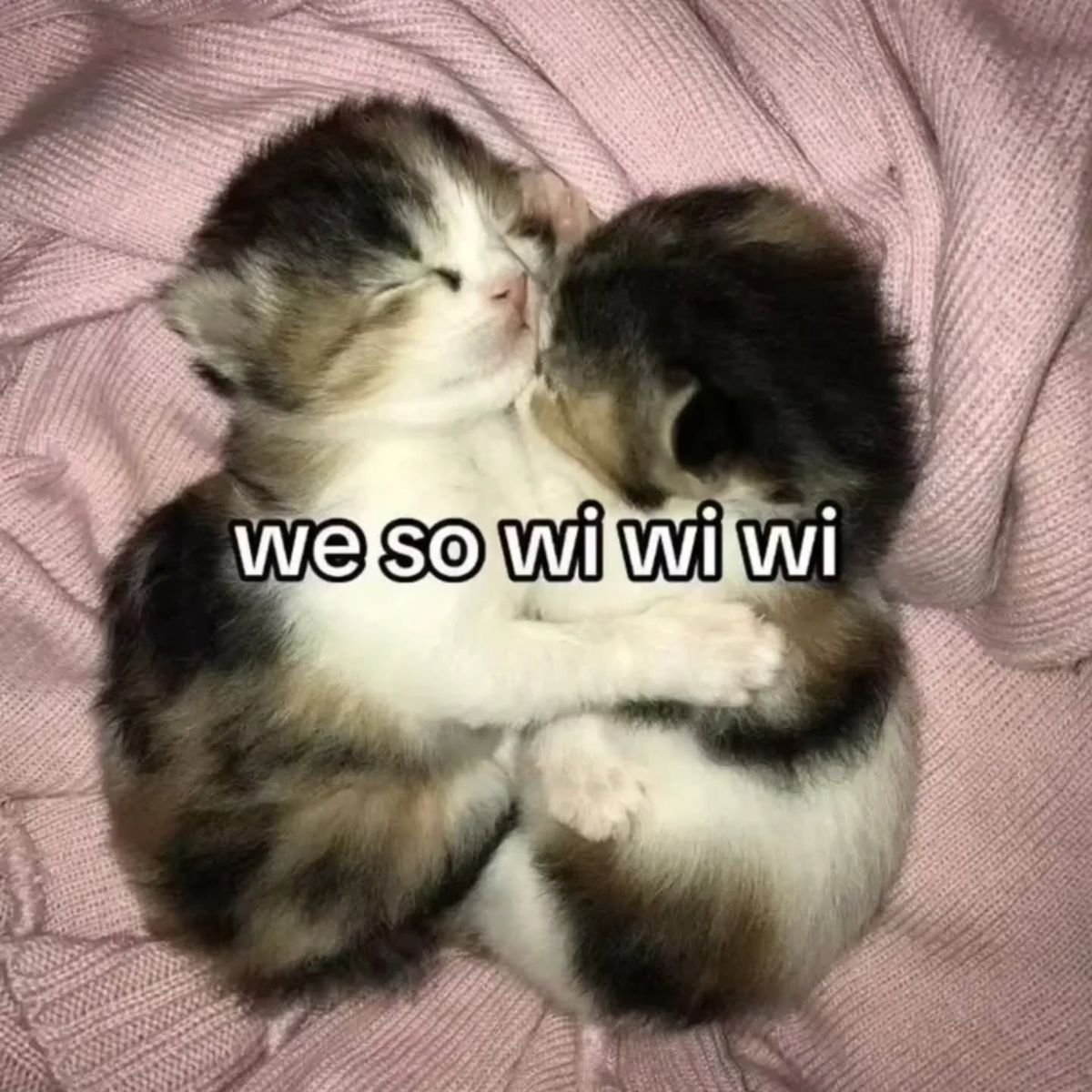 aerideari's tweet photo. their wiwiwi life https://t.co/Hfy9UBcKQc