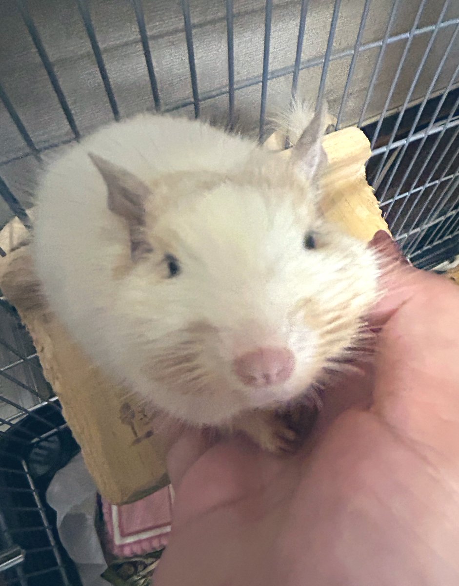 ineeddegu's tweet photo. しらすちゃん、よくお喋りするなぁ、って。どうしても先代と比べちゃうんだけど、しらすちゃんのぷうぷう頻度、毎秒新鮮
#デグー https://t.co/rh1bw9RcUe