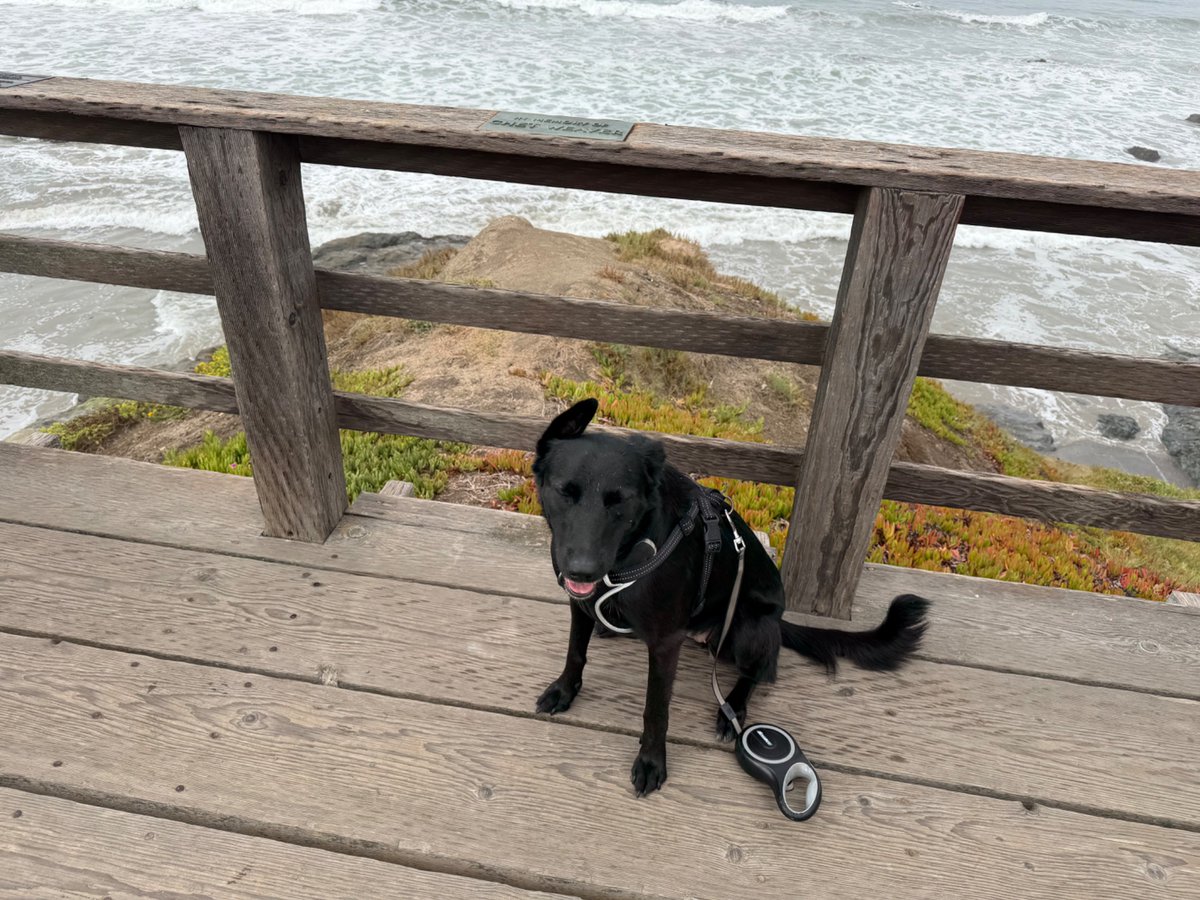 Zirpel's tweet photo. @Axaxia88 Her eyes!!

She was at the shelter for 2.5 months. Her previous owner passed away.

Set to be euthanized @ 2pm.

Received a text about her @ 1pm.

Never met her. I already had 3 dogs &amp; a cat.

Just texted back yes. 

Best decision. She’s my shadow. All love. https://t.co/u0l735y1pN