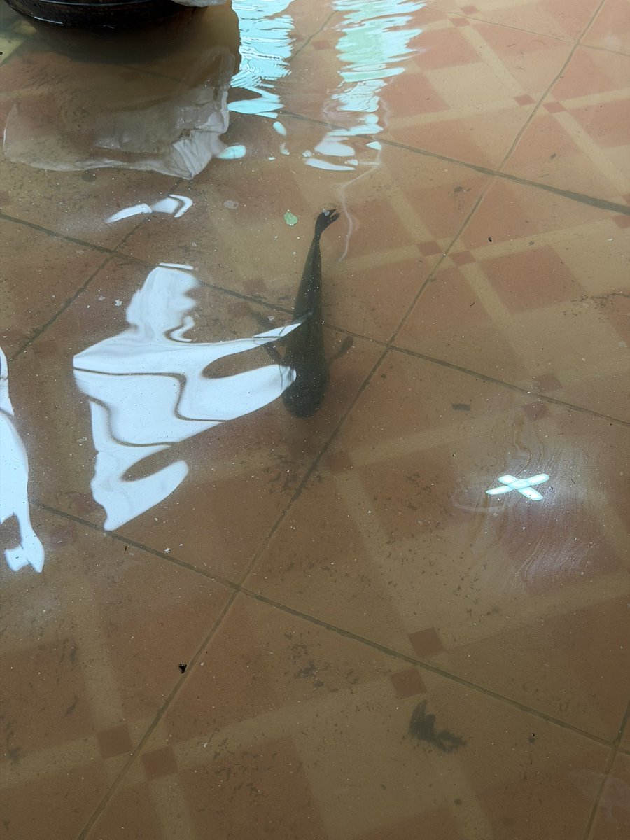 mademypo's tweet photo. เมื่อวานกลับบ้าน คือตื่นมาบ้านกูมีปลา?!?!?! https://t.co/7A6FHI22yl