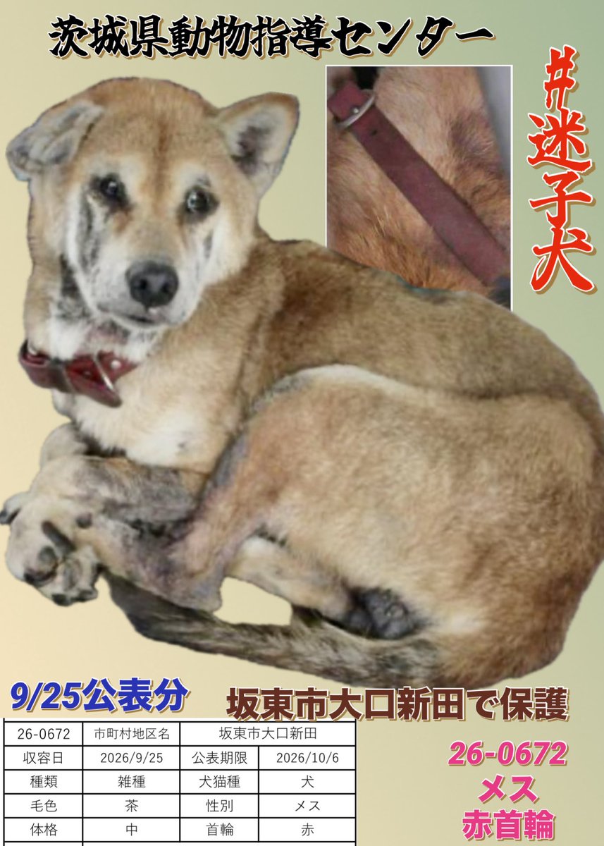 gollfe's tweet photo. 🍀#迷子犬
赤い首輪をつけたメスが保護
身体や被毛にはかなり汚れが見られ、しばらく外で過ごしていた可能性も感じます。

飼い主様、どうか探してください。
この子がお家に戻れるよう応援お願い致します🙏🏻🍀

🆘9/25 茨城県動物指導センター🆘
🔹坂東市大口新田で保護
🔹管理番号：26-0672
🔹雑種・メス・茶
🔹赤色首輪あり
🔹公示期限：10月6日

公示終了後は、センター登録団体・登録ボランティアを通じて里親になることができます🍀🙏🏻
⚠️収容犬について、迷子に関するお問い合わせ以外はご遠慮ください。

https://t.co/8sxZNUvPSO