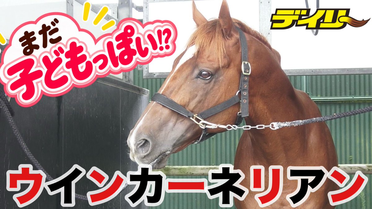 daily_nozato's tweet photo. 【YouTube更新🎥】
＃スプリンターズS 昨年の王者👑
＃ウインカーネリアン ��️🖤

イケおじかと思いきや…
担当さんに「まだ子どもっぽい」と言われる9歳馬🐎笑
あだ名も可愛いのでぜひご覧ください✨
＃鹿戸厩舎
https://t.co/xHKZMp4hgD https://t.co/LIS5WcxZpL