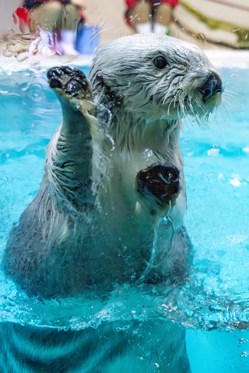 animalphoto7's tweet photo. ファンサービス中の
「メイ」ちゃん

#ラッコ #seaotter #メイ #キラ
#SeaOtterAwarenessWeek #ラッコ啓発週間
#鳥羽水族館 #tobaaquarium #海獺
#生きものが大好きなカメラマン
#animalphotographer #動物写真家 #道瀬忠利
#tadatoshidose https://t.co/M42dUr2A1o