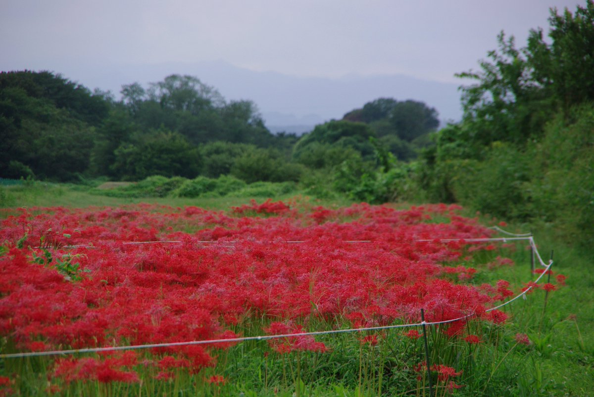 HiAmutsuki's tweet photo. 2026年9月25日
埼玉県入間市『春日町の彼岸花群生地』
黒須市民運動場から見えました。#入間川 #ヒガンバナ https://t.co/FjsZUf7tfy