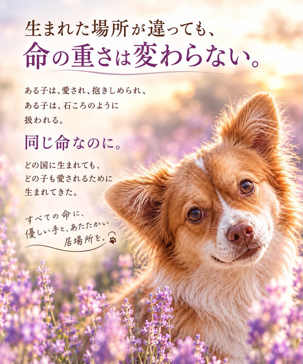 romeo1022maiki's tweet photo. 変わらないと、変えないといけないのでは💧
痛さ、辛さ、悲しみの感情は同じ...
人でも動物でも虐待は許されない😡
#justiceforwangwang https://t.co/CiCDz9LiOI