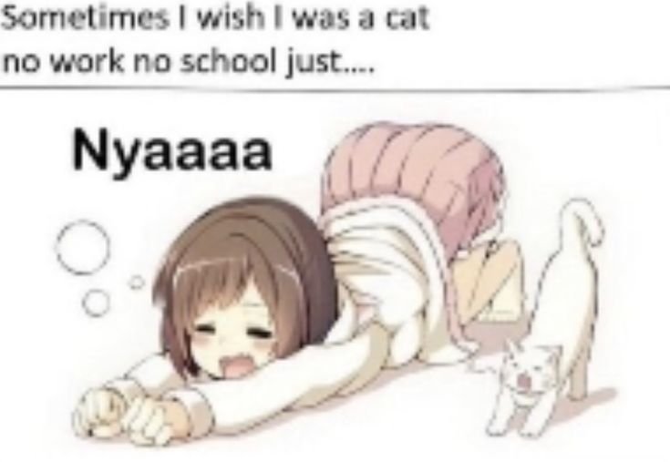d0llwishes's tweet photo. nyaaa https://t.co/eUVONGtsLH