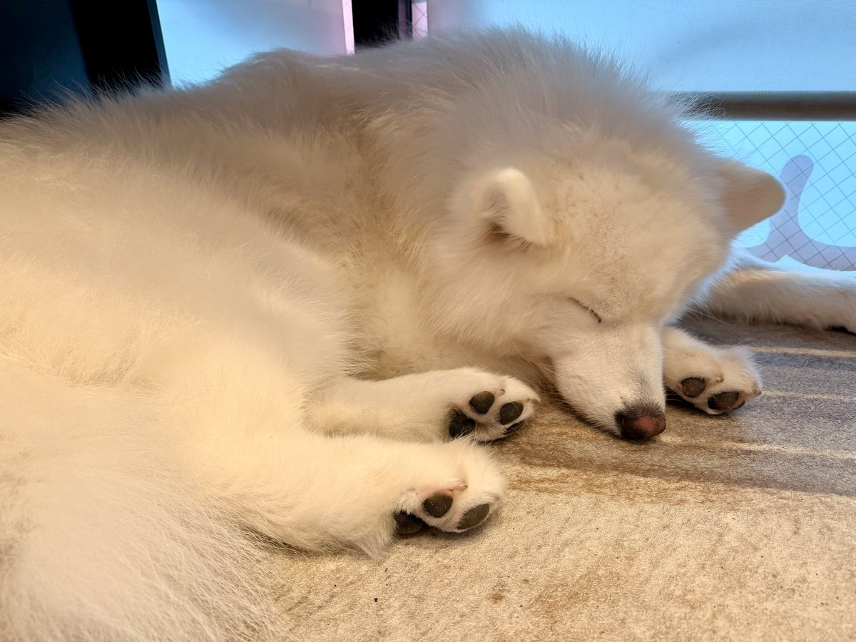 ojionep456's tweet photo. サモエド天国。 https://t.co/1nXdSLvTjF