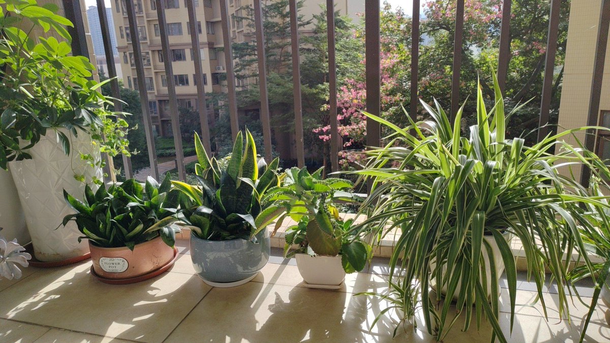 MelaineTyctx's tweet photo. Our street's weekly plant swap was a blast! Neighbors shared cuttings, swapped tips, and laughed a lot.  Can't wait for next Sunday! https://t.co/AZWn3sHq5v