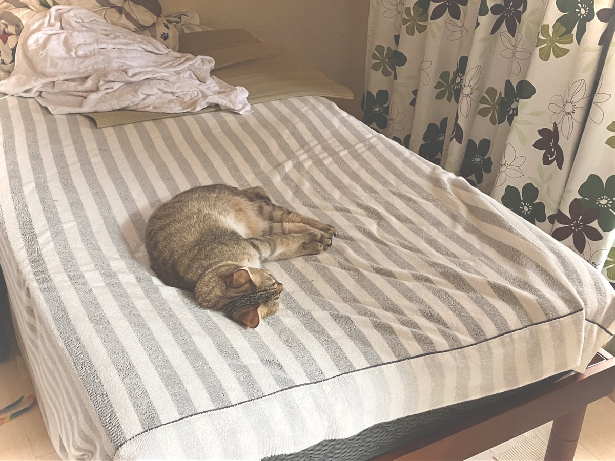 63_morinokuma's tweet photo. 休日の猫 https://t.co/I7DSM0pdJL