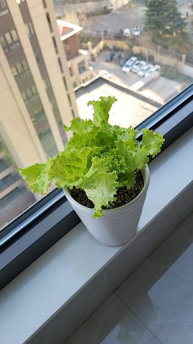 OnieDevens's tweet photo. Got my first potted vegetable today! Watching tiny greens grow on my windowsill makes even busy days feel warm https://t.co/uv5vMzfIud