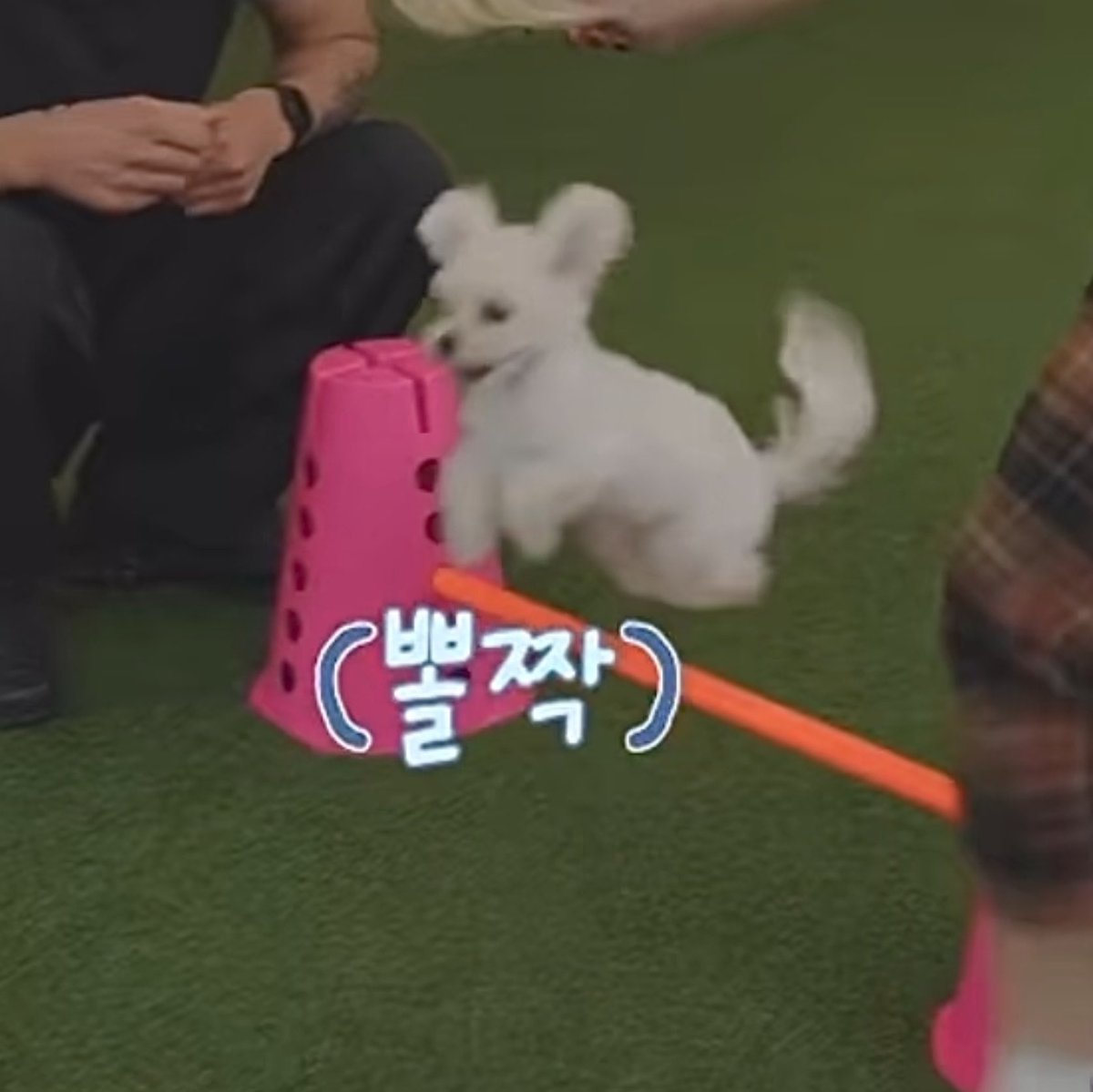 bunnybaejoo's tweet photo. หูบิน https://t.co/OytOql2NMi