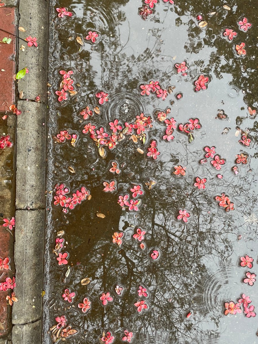 Lovandfear's tweet photo. some flowers don’t need a vase

they just need a puddle, a little rain, and the sky looking back at them 

and so do you, dear one 🌸 https://t.co/EkM9yBRRiv