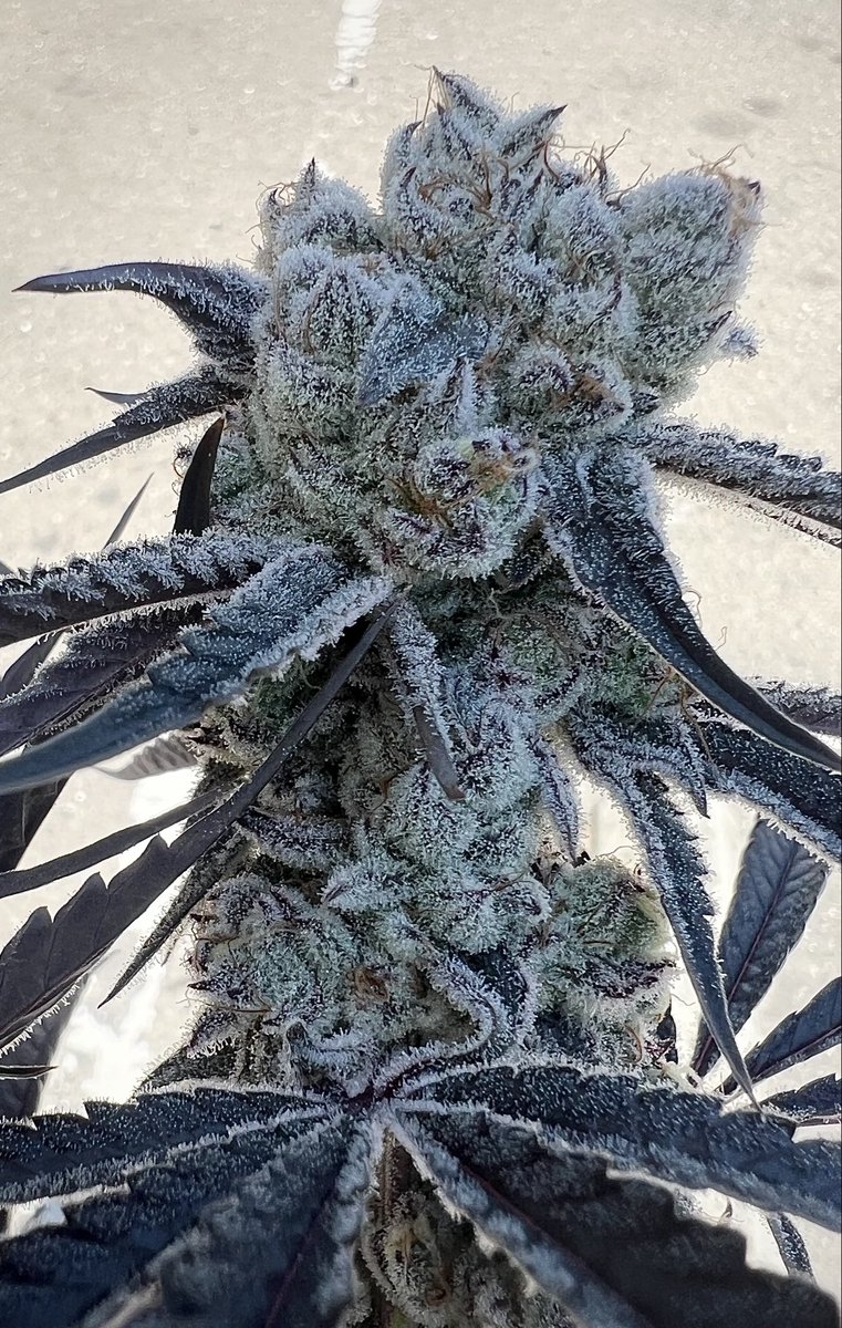 Ben_grows's tweet photo. CapJunky is just ridiculous! 🥶🙏 https://t.co/arvsiSjSOo