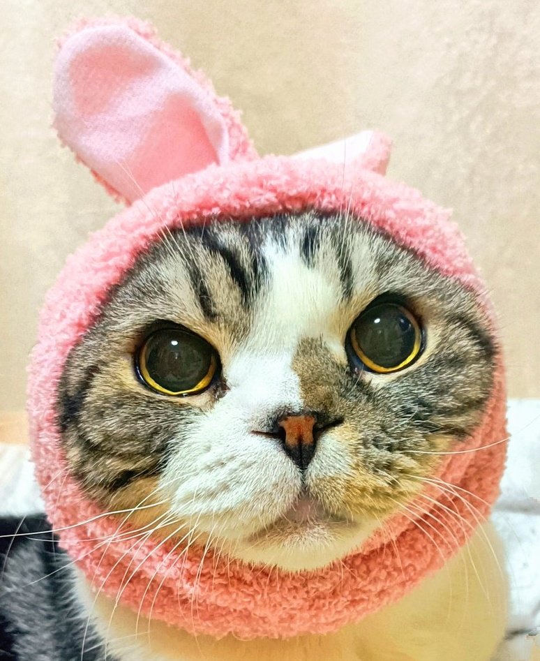 ohagi1328's tweet photo. 昨日🎑?ちょっと月行ってて
いや意外とバレないッスね https://t.co/RQkjoFIZVS
