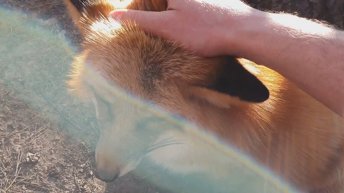 ymmugiwik's tweet photo. The way the sunlight catches in Alice the fox's marmalade fur.

See ALT for channel link https://t.co/eANCPond3V