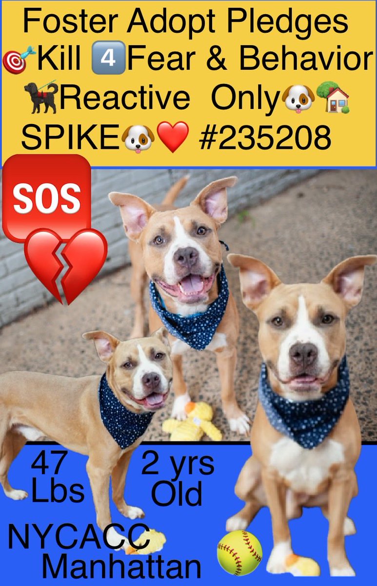 magalys_rios's tweet photo. #Foster #ADOPT #Pledge 🎯Kill for Fear &amp; Behavior 
     🐕‍🦺Reactive per Foster  #OnlyDog  🏡
          #SPIKE #235208
                2 yr old boy 47 lbs.
     NYCACC Manhattan over 2️⃣1️⃣ days
Bio⬇️
#ADULTonly 🏡
#RESCUEonly ➡️🆕HopePartner 

DM @notthesameone2 to 🛟 https://t.co/B8ylw29k63