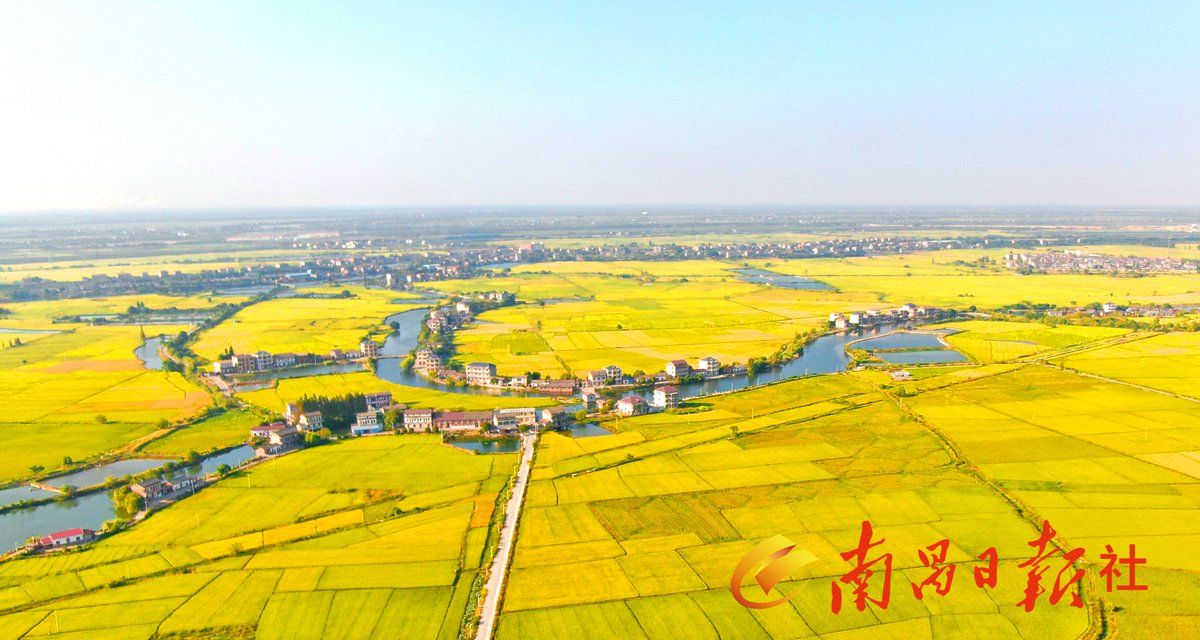 visaga1478's tweet photo. [Rice fields, green shores, bold flavors—simple joys that make life vivid!]， https://t.co/2mcXr33HBT