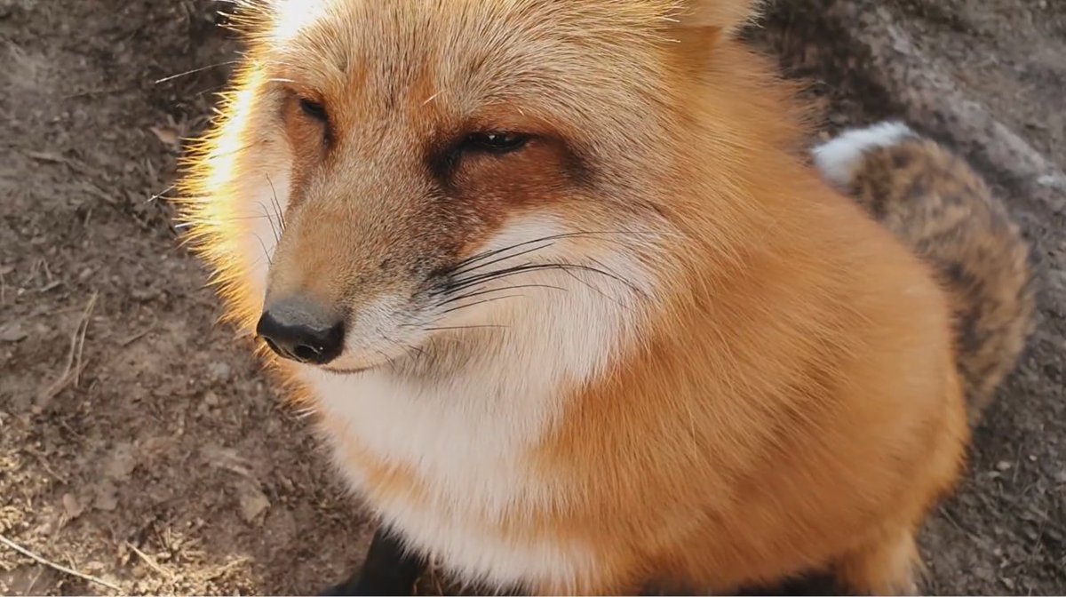 ymmugiwik's tweet photo. The way the sunlight catches in Alice the fox's marmalade fur.

See ALT for channel link https://t.co/eANCPond3V