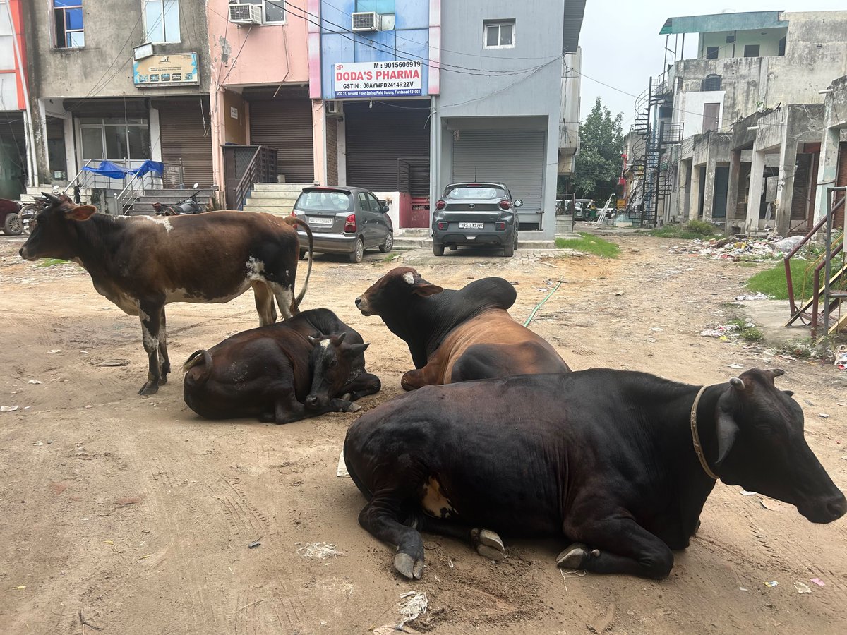FbdExpress's tweet photo. @cmohry 
फरीदाबाद के सेक्टर-31 की स्प्रिंगफील्ड कॉलोनी में सांडों की लड़ाई के दौरान पार्किंग में खड़ी कार का शीशा टूटने और वाहन क्षतिग्रस्त होने की घटना सामने आई है।

सवाल यह है कि क्या किसी बड़े हादसे के बाद ही व्यवस्था जागेगी? 

नागरिक सुरक्षा सर्वोच्च प्राथमिकता होनी चाहिए। https://t.co/ex2ZV0TZc6