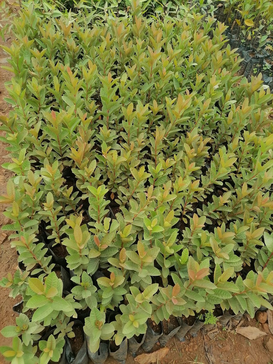 Pearlof_Africa's tweet photo. COMMERCIAL GUAVA GROWING:

Commercial Guava Growing is slowly picking up in Uganda for both local and export, we have supply of Guava seedlings both red and white apple guavas
for more details visit https://t.co/QrRgkzsrCC

TO ORDER FOR SEEDLINGS CALL/WHATSAPP/TEXT 0776200002/0752-200003 OR cs@greening.green or greening.uganda@gmail.com