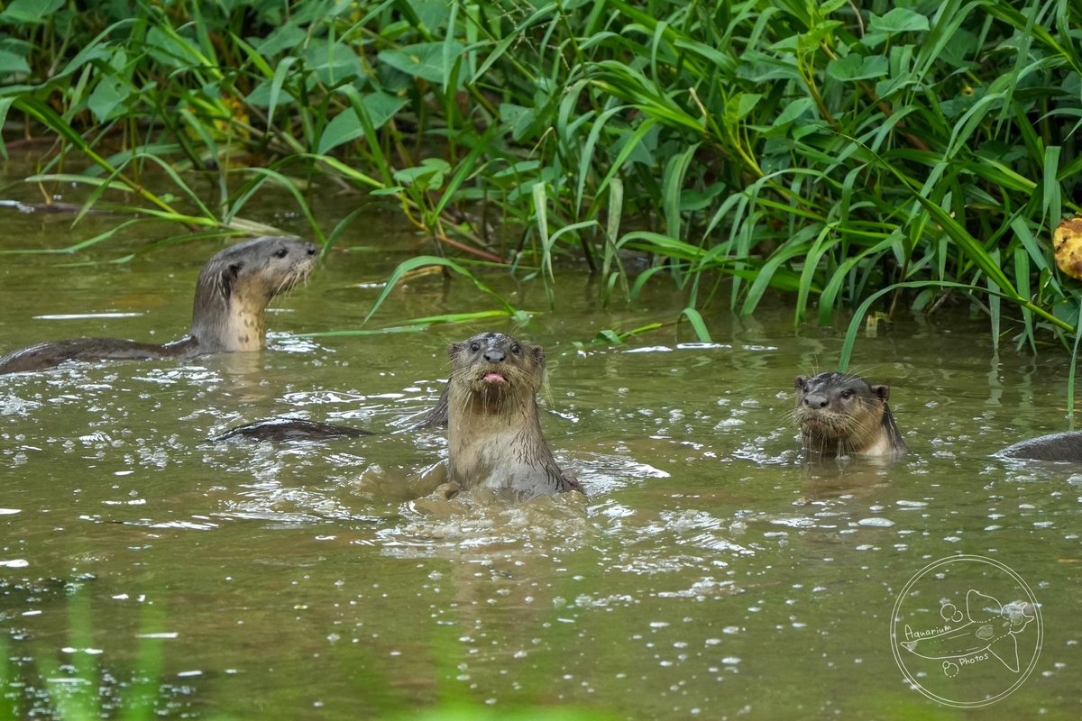 aquatokk's tweet photo. ビロードカワウソの群れに会えましたー！

最高！ https://t.co/2kkYADuMkV