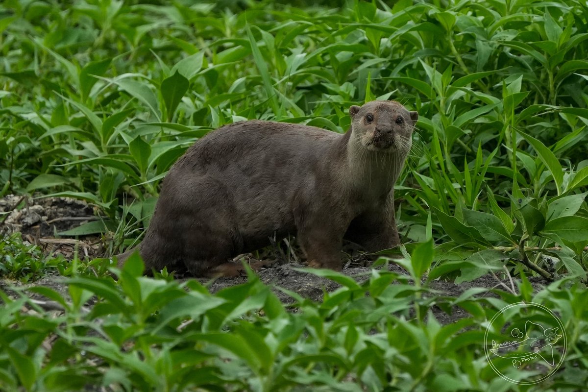 aquatokk's tweet photo. ビロードカワウソの群れに会えましたー！

最高！ https://t.co/2kkYADuMkV