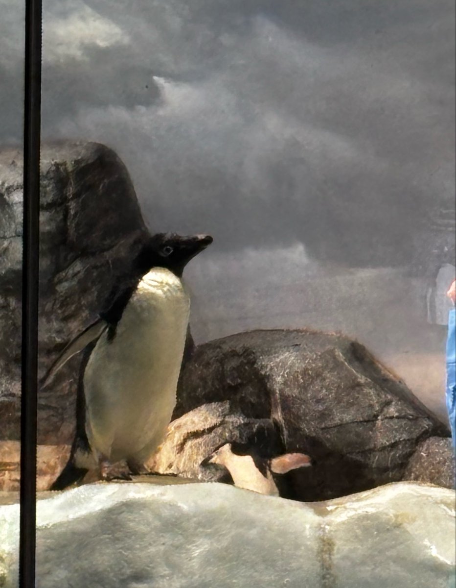 dwgwpmpm's tweet photo. 名古屋港水族館(⊃*´ω`*⊂) https://t.co/gbPMjMNOxo
