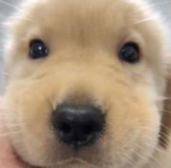 fullybundled's tweet photo. @MEADGod @0xBony @MoldovaMan0 @bushigizt your favorite dog? 👀

also can we send 富贵 hard asf cause the rh trenches are kinda dry https://t.co/FRmJT8thEY