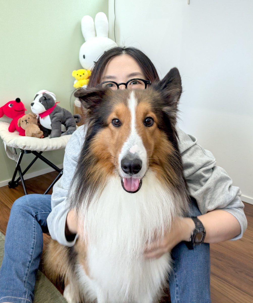 coromegane's tweet photo. でっっっかいシェルティからしか得られない栄養ってあるよな。ちなみにこちらはうちの18kgボーイです。ご査収ください。 https://t.co/MkHWmmSJc9