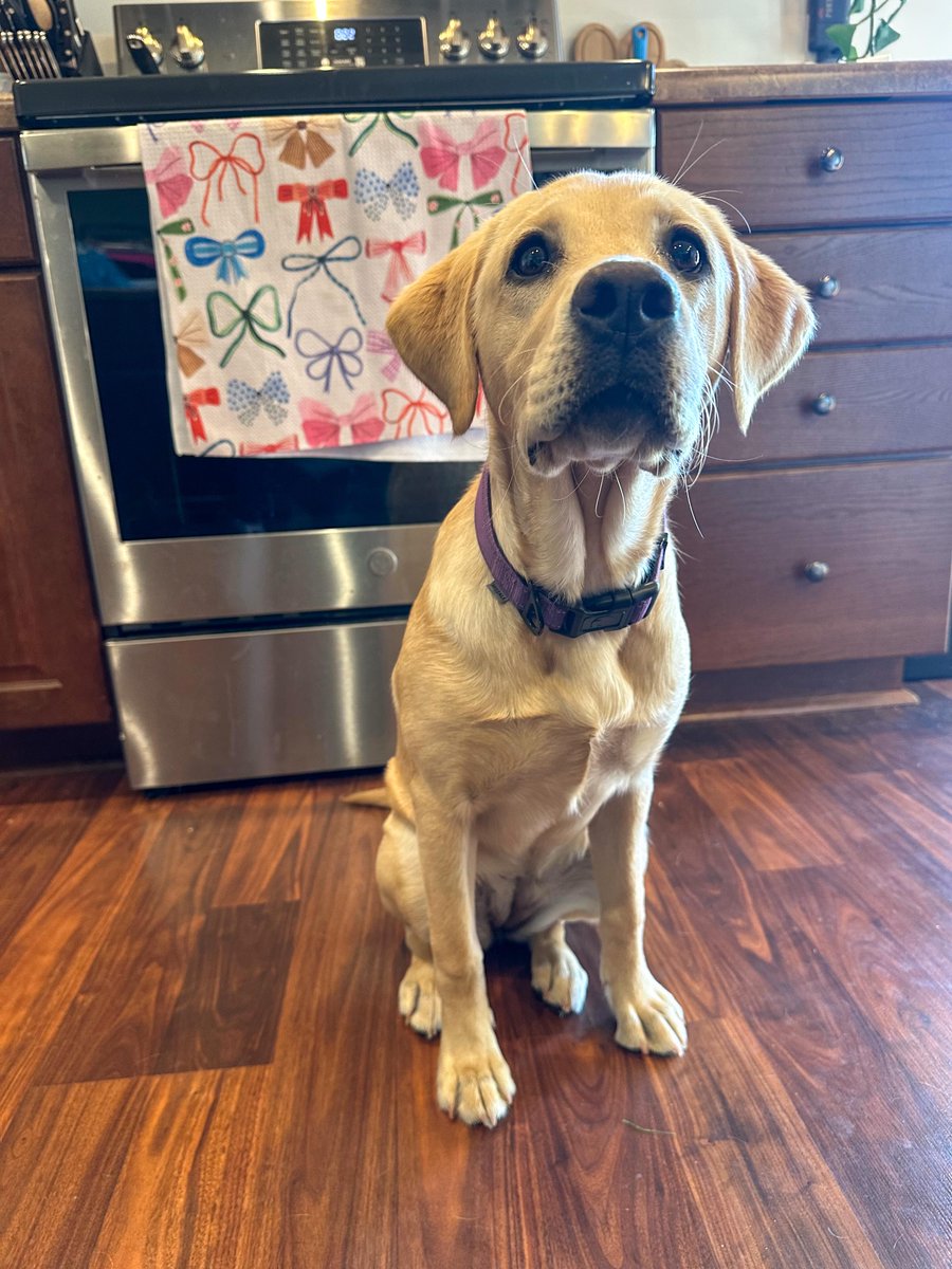 VilsonAssuncao's tweet photo. Delta is 6 months old. Happy half birthday to our sunshine girl. Smart as hell, stubborn as a mule, and already stealing hearts. She’s on track to be one helluva hunting dog and the best couch potato. https://t.co/DTjxfD0VX6