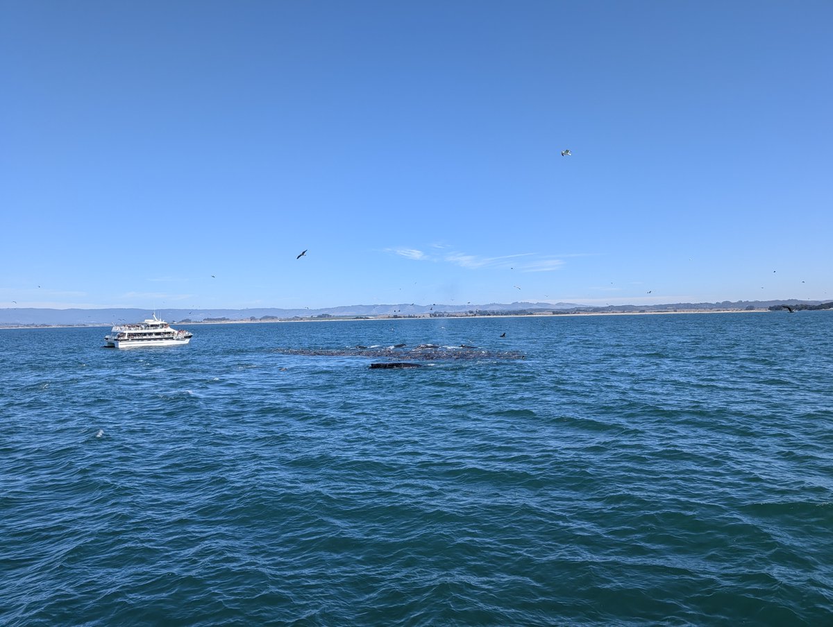 JoelKatz's tweet photo. Whales and porpoises. https://t.co/rWC3U1iUAw