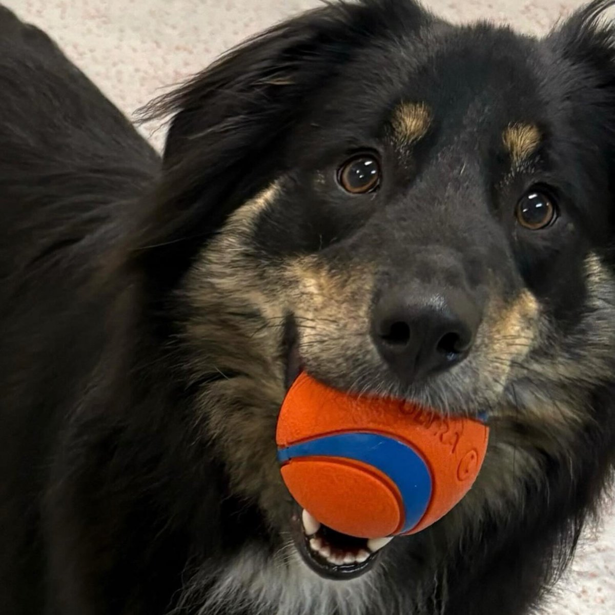 GuadalupeKed0's tweet photo. MEET FENTY! Cute? Yes. Playful? Absolutely. A total model? Just look at those photos! Fenty is a sweet, loving girl who recently arrived in New Jersey and is ready for her forever home. She knows how to fetch, loves playtime, and adores cuddling https://t.co/KEYg68t8zq