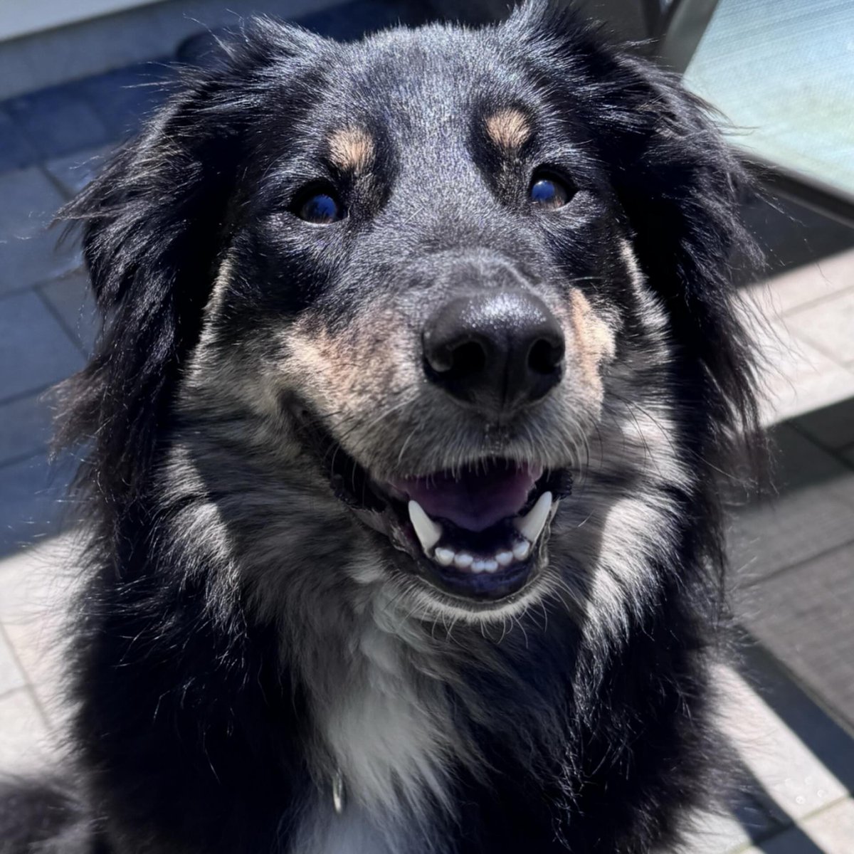 GuadalupeKed0's tweet photo. MEET FENTY! Cute? Yes. Playful? Absolutely. A total model? Just look at those photos! Fenty is a sweet, loving girl who recently arrived in New Jersey and is ready for her forever home. She knows how to fetch, loves playtime, and adores cuddling https://t.co/KEYg68t8zq