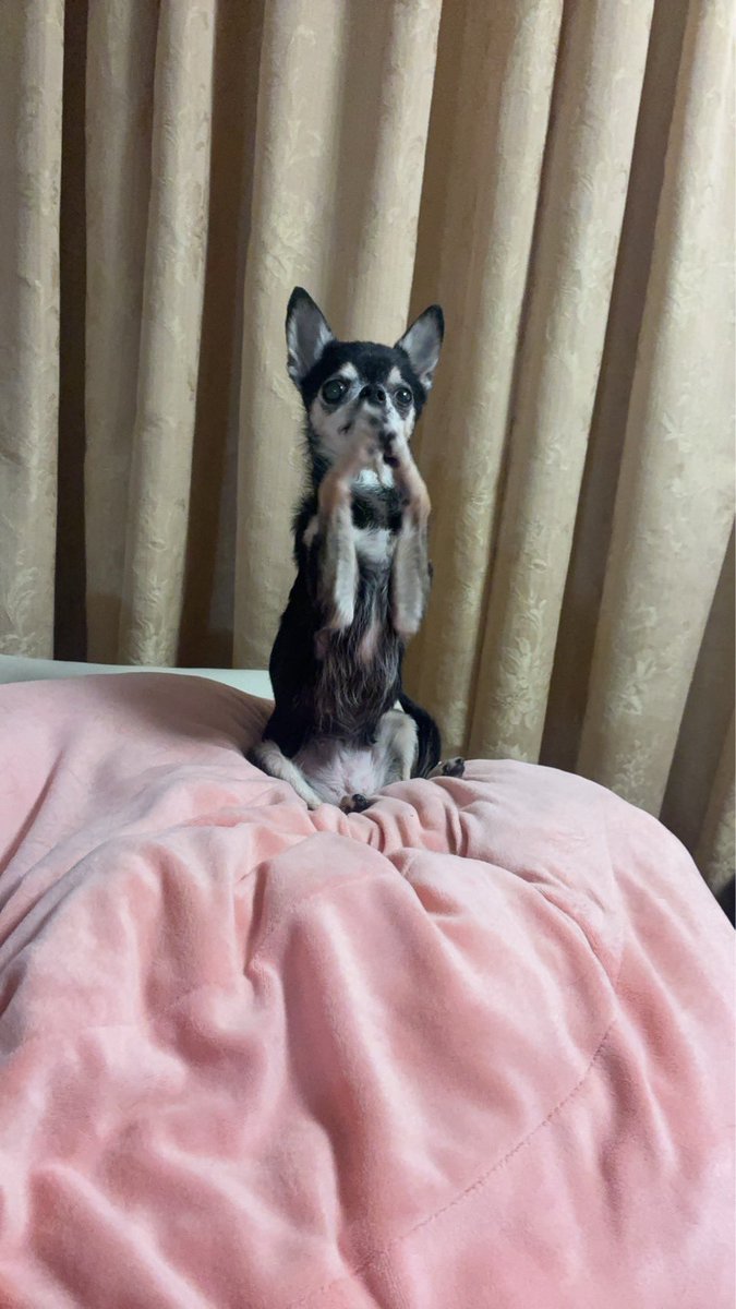 suteki_dog's tweet photo. A賞！
ワールーと黒いチワワ、コーコーのコラボがしたい https://t.co/vHRRjjo4mC
