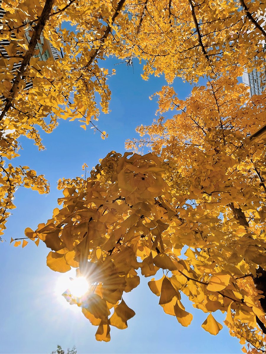 LorileeDulm6's tweet photo. Soft golden sunset over oak leaves—autumn’s here and the air smells like pumpkin spice! ， https://t.co/RKyGoPCwDU