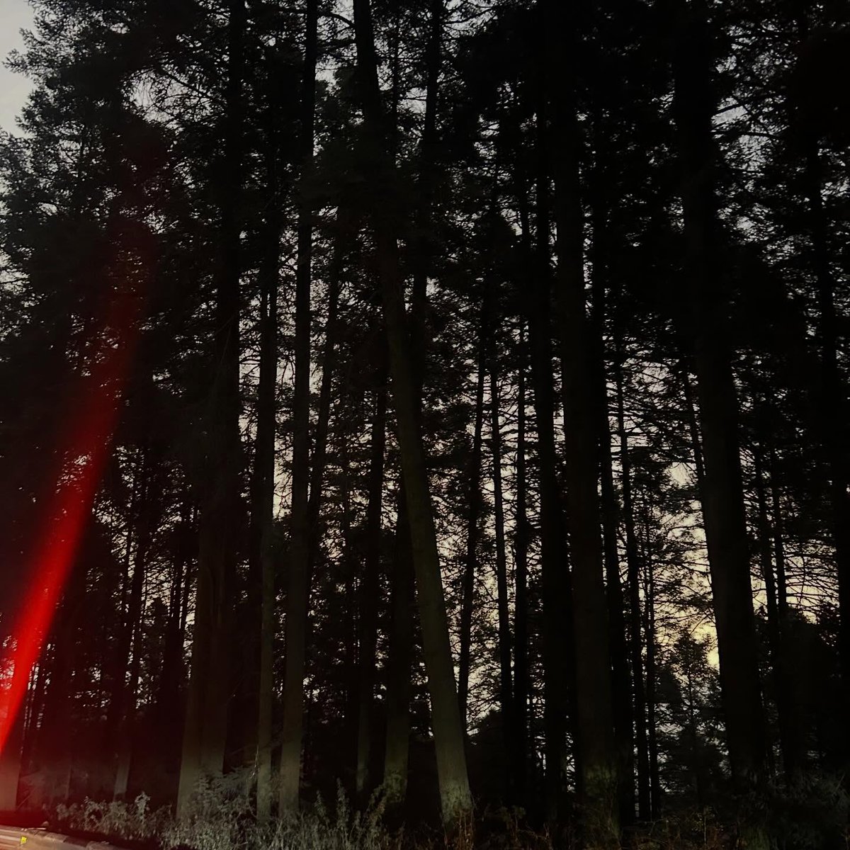 JosephineFmsaq's tweet photo. Forest therapy https://t.co/jELwzu1YSe